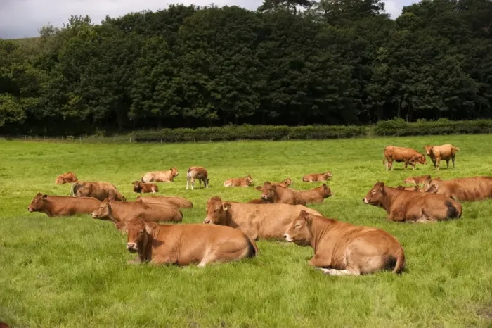 Framed Print : Domestic Cattle, Limousin cows and calves, herd resting in pasture, England, july Framed Print : Domestic Cattle, Limousin cows and calves, herd resting in pasture, England, july