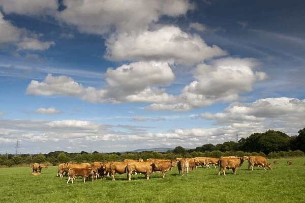 Domestic Cattle, Limousin cows and calves, herd standing in lush pasture, Cumbria, England, August