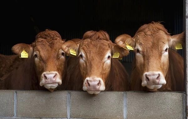 Domestic Cattle, Limousin cows, looking over wall, Yorkshire, England, April
