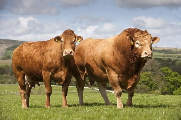 Domestic Cattle, Limousin, Haltcliffe Vermount pedigree bull, world record priced beef bull, with cow