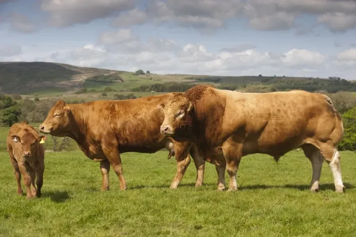 Framed Print : Domestic Cattle, Limousin, Haltcliffe Vermount pedigree bull, world record priced beef bull, with cow and calf