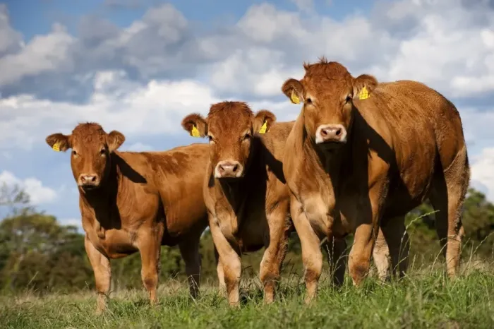 Framed Print : Domestic Cattle, Limousin heifers, three standing in pasture, Cumbria, England, august Framed Print : Domestic Cattle, Limousin heifers, three standing in pasture, Cumbria, England, august