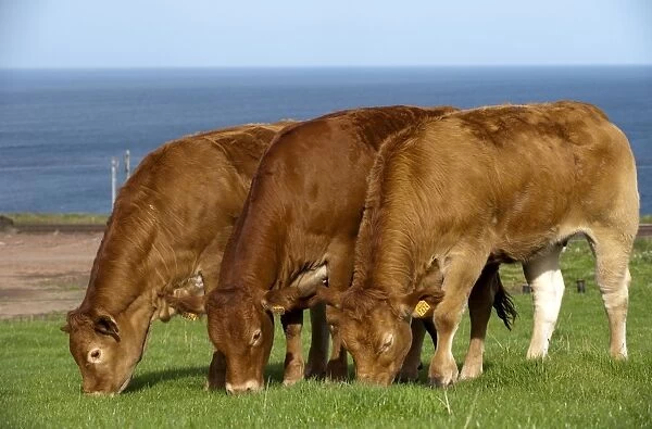 Domestic Cattle, Limousin heifers, imported from France, three grazing in coastal pasture, Scotland, september