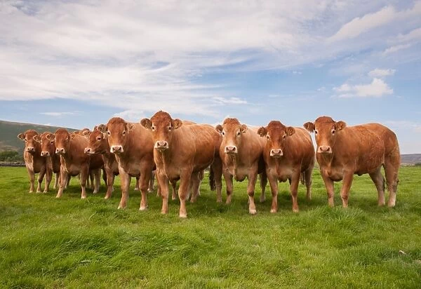 Domestic Cattle, Limousin heifers, herd standing in pasture, Slaidburn, Forest of Bowland, Lancashire, England