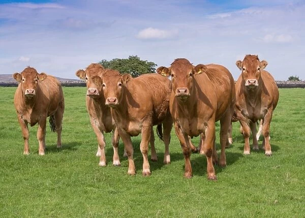 Domestic Cattle, Limousin heifers, herd standing in pasture, Slaidburn, Forest of Bowland, Lancashire, England