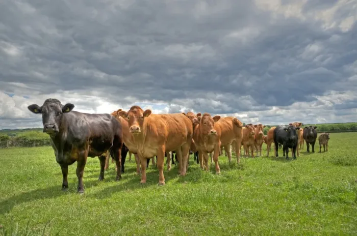Framed Print : Domestic Cattle, Limousin and Limousin cross beef herd, standing in pasture, East Yorkshire, England, july Framed Print : Domestic Cattle, Limousin and Limousin cross beef herd, standing in pasture, East Yorkshire, England, july