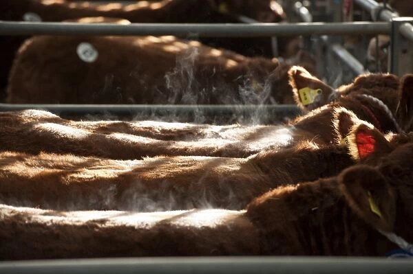 Domestic Cattle, Limousin, steaming in pens at livestock market, England, December