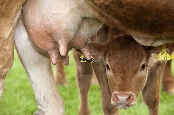 Domestic Cattle, Limousin, young calf, looking under udder of mother, England, may