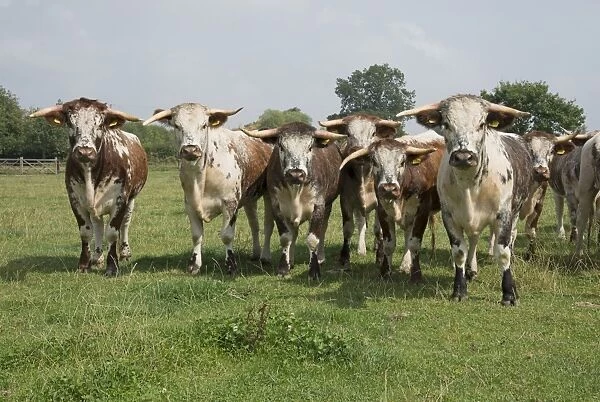 Domestic Cattle, Longhorn beef herd, standing in pasture, Baschurch, Shropshire, England, August