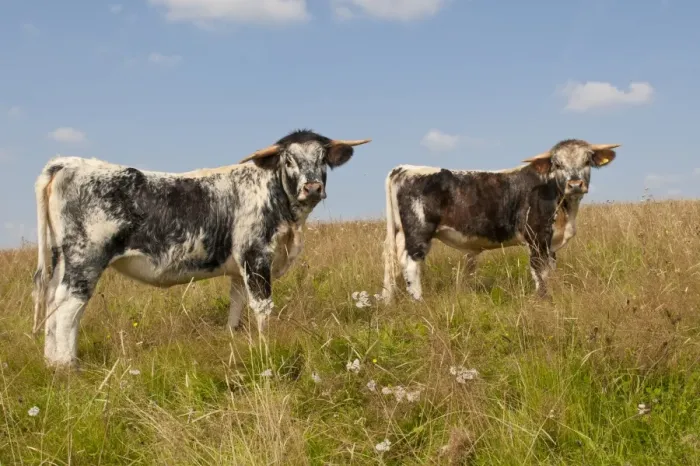 Framed Print : Domestic Cattle, Longhorn, two bull calves, standing in pasture, Norfolk, England, August Framed Print : Domestic Cattle, Longhorn, two bull calves, standing in pasture, Norfolk, England, August