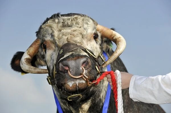 Domestic Cattle, Longhorn bull, close-up of head, prize winner on halter with ring through nose, Royal Welsh Show