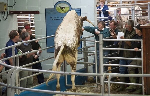 Domestic Cattle, Longhorn cow, jumping gate out of auction ring, Beeston, Cheshire, England, may