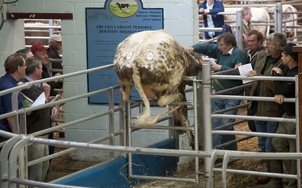 Domestic Cattle, Longhorn cow, jumping gate out of auction ring, Beeston, Cheshire, England, may