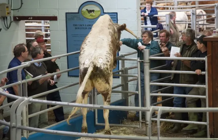 Framed Print : Domestic Cattle, Longhorn cow, jumping gate out of auction ring, Beeston, Cheshire, England, may Framed Print : Domestic Cattle, Longhorn cow, jumping gate out of auction ring, Beeston, Cheshire, England, may