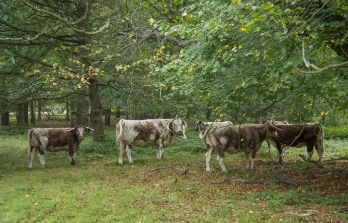 Framed Print : Domestic Cattle, Longhorn, herd, grazing in woodland, Clumber Park, Nottinghamshire, England, October Framed Print : Domestic Cattle, Longhorn, herd, grazing in woodland, Clumber Park, Nottinghamshire, England, October