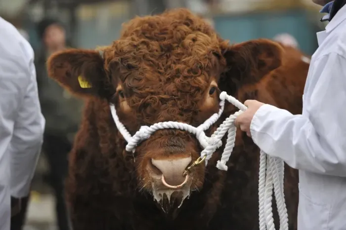 Framed Print : Domestic Cattle, Luing bull, close-up of head, being paraded by farmer prior to sale at market, Castle Douglas Framed Print : Domestic Cattle, Luing bull, close-up of head, being paraded by farmer prior to sale at market, Castle Douglas
