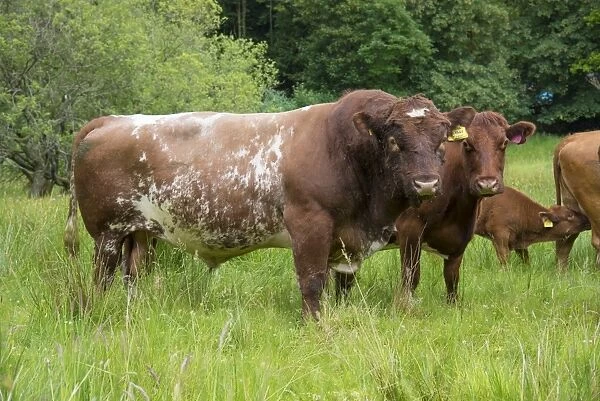 Domestic Cattle, Luing bull, cows and calf, standing in pasture, Windermere, Lake District N. P. Cumbria, England, June