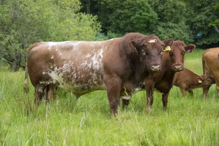 Framed Print : Domestic Cattle, Luing bull, cows and calf, standing in pasture, Windermere, Lake District N. P. Cumbria, England, June Framed Print : Domestic Cattle, Luing bull, cows and calf, standing in pasture, Windermere, Lake District N. P. Cumbria, England, June