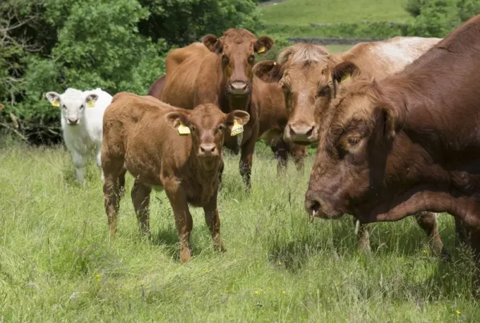 Framed Print : Domestic Cattle, Luing bull, cows and calves, standing in pasture, Windermere, Lake District N. P Framed Print : Domestic Cattle, Luing bull, cows and calves, standing in pasture, Windermere, Lake District N. P