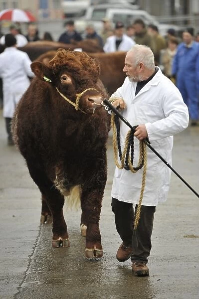 Domestic Cattle, Luing bull, being paraded by farmer prior to sale at market, Castle Douglas, Dumfries and Galloway