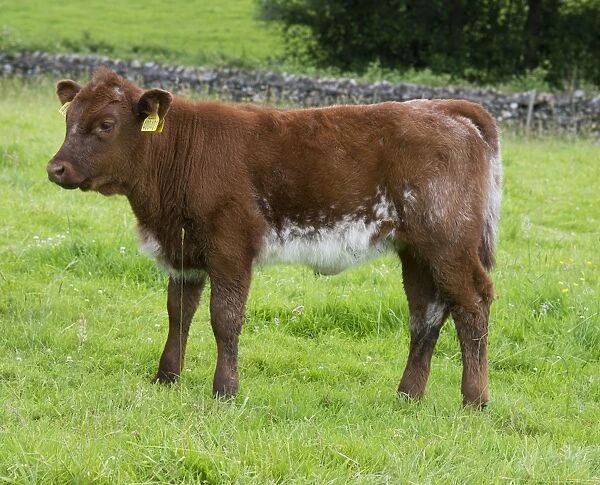 Domestic Cattle, Luing calf, standing in pasture, Windermere, Lake District N. P. Cumbria, England, June