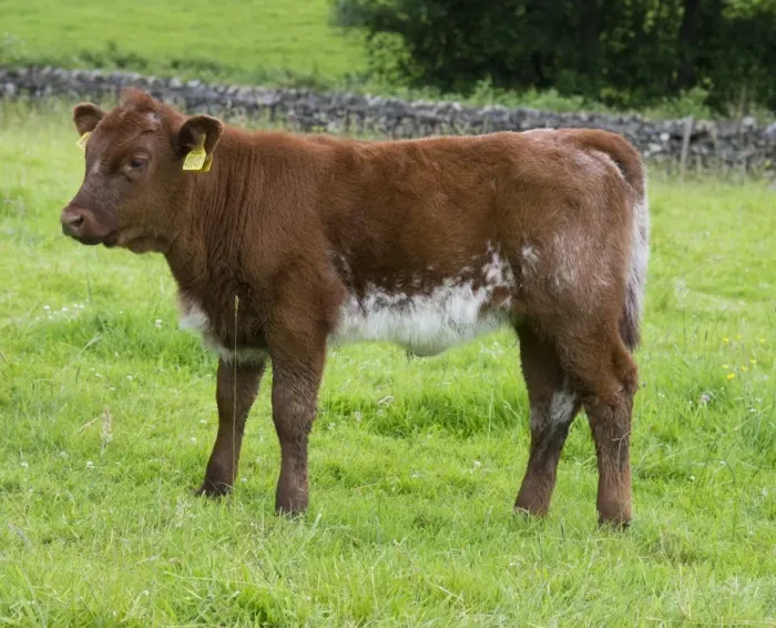 Framed Print : Domestic Cattle, Luing calf, standing in pasture, Windermere, Lake District N. P. Cumbria, England, June Framed Print : Domestic Cattle, Luing calf, standing in pasture, Windermere, Lake District N. P. Cumbria, England, June