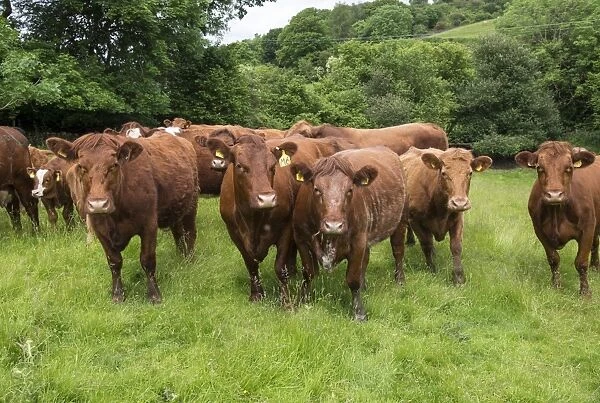 Domestic Cattle, Luing cows and calves, standing in pasture, Windermere, Lake District N. P. Cumbria, England, June