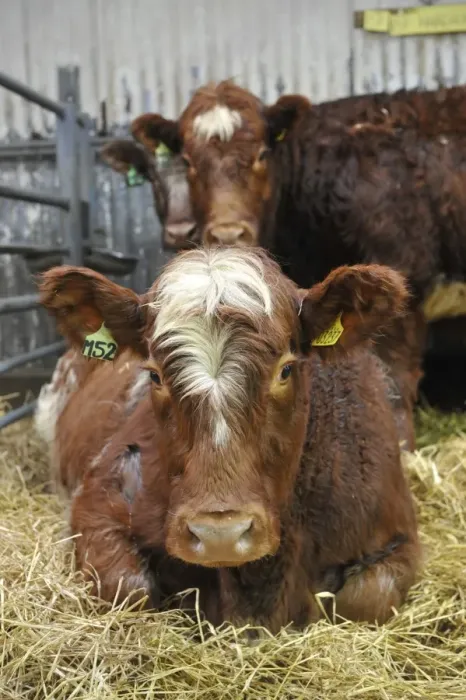 Framed Print : Domestic Cattle, Luing heifers, in pen prior to sale at market, Castle Douglas, Dumfries and Galloway, Scotland Framed Print : Domestic Cattle, Luing heifers, in pen prior to sale at market, Castle Douglas, Dumfries and Galloway, Scotland