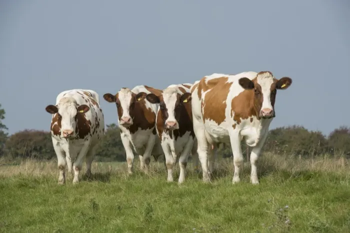Framed Print : Domestic Cattle, Meuse-Rhine-Issel, four dairy cows, standing in pasture, Lancashire, England, September Framed Print : Domestic Cattle, Meuse-Rhine-Issel, four dairy cows, standing in pasture, Lancashire, England, September