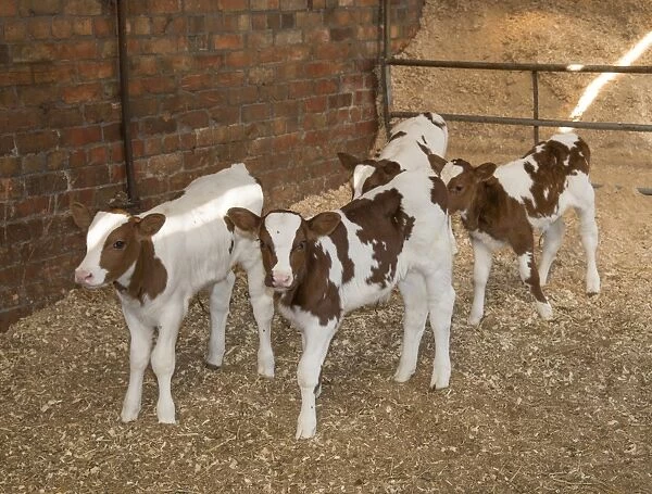 Domestic Cattle, Meuse-Rhine-Issel, four calves, standing in shed, Lancashire, England, September