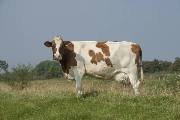 Domestic Cattle, Meuse-Rhine-Issel, dairy cow, standing in pasture, Lancashire, England, September