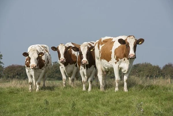Domestic Cattle, Meuse-Rhine-Issel, four dairy cows, standing in pasture, Lancashire, England, September