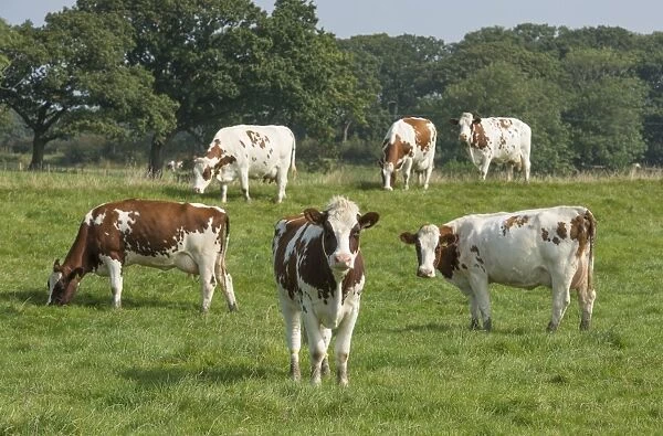 Domestic Cattle, Meuse-Rhine-Issel, six dairy cows, standing in pasture, Lancashire, England, September