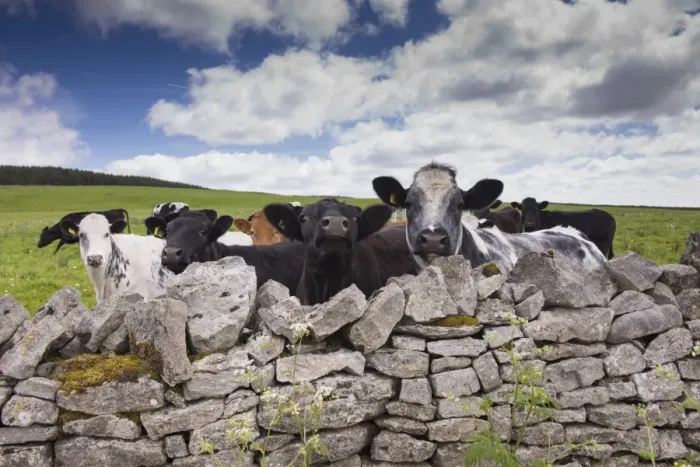 Framed Print : Domestic Cattle, mixed breed beef herd, looking over drystone wall, Whitewell, Forest of Bowland, Lancashire, England