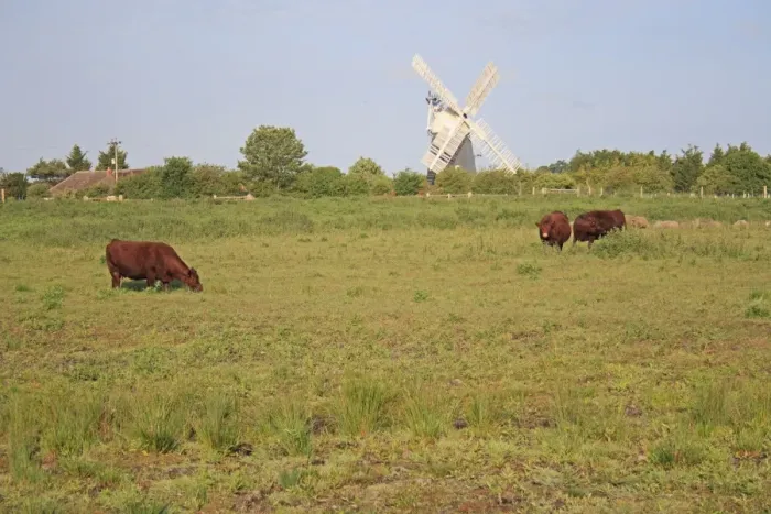 Framed Print : Domestic Cattle, Red Poll cows, grazing in fen meadow habitat, with windmill in distance, Little Ouse Headwaters Project, Parkers Piece, Thelnetham, Little Ouse Valley, Suffolk, England, june Framed Print : Domestic Cattle, Red Poll cows, grazing in fen meadow habitat, with windmill in distance, Little Ouse Headwaters Project, Parkers Piece, Thelnetham, Little Ouse Valley, Suffolk, England, june