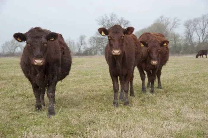 Framed Print : Domestic Cattle, Red Poll heifers, grazing in pasture, near Chester, Cheshire, England, march