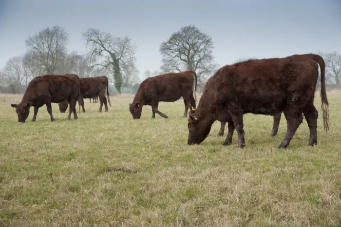 Framed Print : Domestic Cattle, Red Poll heifers, grazing in pasture, near Chester, Cheshire, England, march Framed Print : Domestic Cattle, Red Poll heifers, grazing in pasture, near Chester, Cheshire, England, march