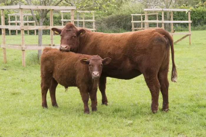 Framed Print : Domestic Cattle, Red Ruby Devon cow and calf, standing in pasture, Exeter, Devon, England, May Framed Print : Domestic Cattle, Red Ruby Devon cow and calf, standing in pasture, Exeter, Devon, England, May