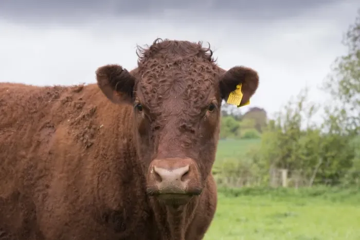 Framed Print : Domestic Cattle, Red Ruby Devon heifer, close-up of head, in pasture, Exeter, Devon, England, May Framed Print : Domestic Cattle, Red Ruby Devon heifer, close-up of head, in pasture, Exeter, Devon, England, May