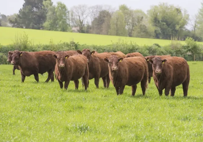 Framed Print : Domestic Cattle, Red Ruby Devon herd, standing in pasture, Exeter, Devon, England, May Framed Print : Domestic Cattle, Red Ruby Devon herd, standing in pasture, Exeter, Devon, England, May