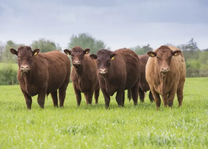 Framed Print : Domestic Cattle, Red Ruby Devon herd, standing in pasture, Exeter, Devon, England, May Framed Print : Domestic Cattle, Red Ruby Devon herd, standing in pasture, Exeter, Devon, England, May