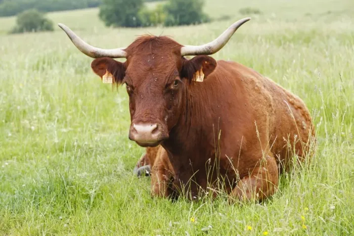 Framed Print : Domestic Cattle, Salers cow, resting in pasture, Lot Region, France, June Framed Print : Domestic Cattle, Salers cow, resting in pasture, Lot Region, France, June