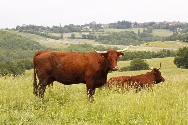 Domestic Cattle, Salers cows, in pasture overlooking motorway, Lot Region, France, June