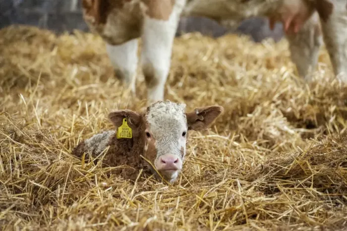 Framed Print : Domestic Cattle, Simmental calf, resting on straw in yard, Yorkshire, England, December Framed Print : Domestic Cattle, Simmental calf, resting on straw in yard, Yorkshire, England, December