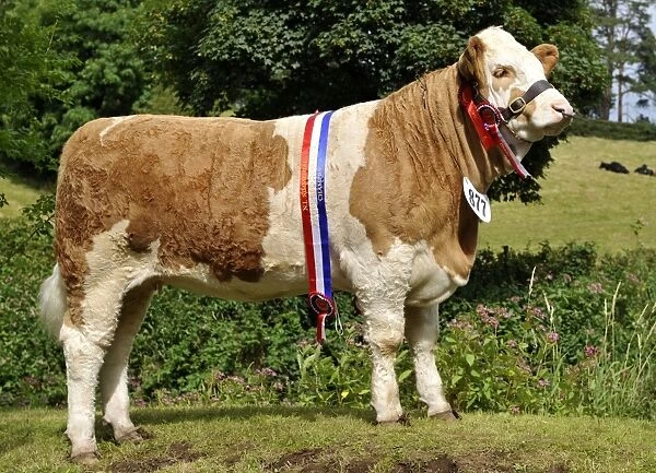 Domestic Cattle, Simmental cow, show champion with sash and rosettes, Northern Ireland, july