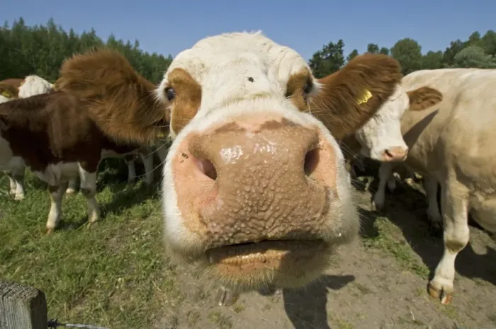Framed Print : Domestic Cattle, Simmental cows, close-up of head, Sweden Framed Print : Domestic Cattle, Simmental cows, close-up of head, Sweden