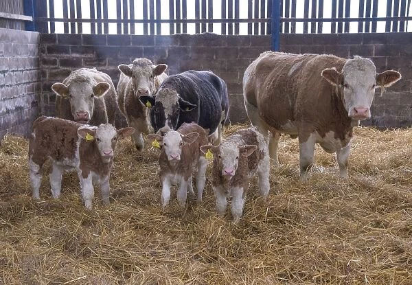 Domestic Cattle, Simmental cows and calves, standing in straw yard, Yorkshire, England, December