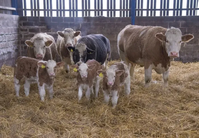 Framed Print : Domestic Cattle, Simmental cows and calves, standing in straw yard, Yorkshire, England, December Framed Print : Domestic Cattle, Simmental cows and calves, standing in straw yard, Yorkshire, England, December