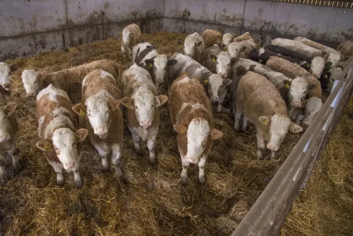 Framed Print : Domestic Cattle, Simmental herd, standing in straw yard, Yorkshire, England, December