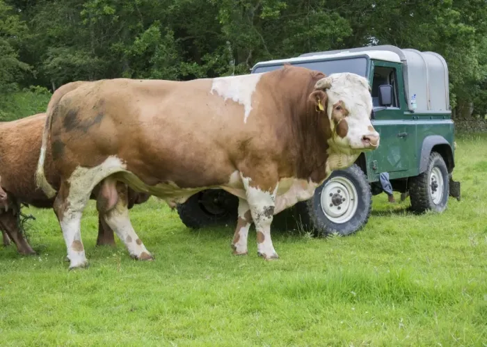 Framed Print : Domestic Cattle, Simmental stock bull, standing beside Land Rover in pasture, Windermere, Lake District N. P Framed Print : Domestic Cattle, Simmental stock bull, standing beside Land Rover in pasture, Windermere, Lake District N. P